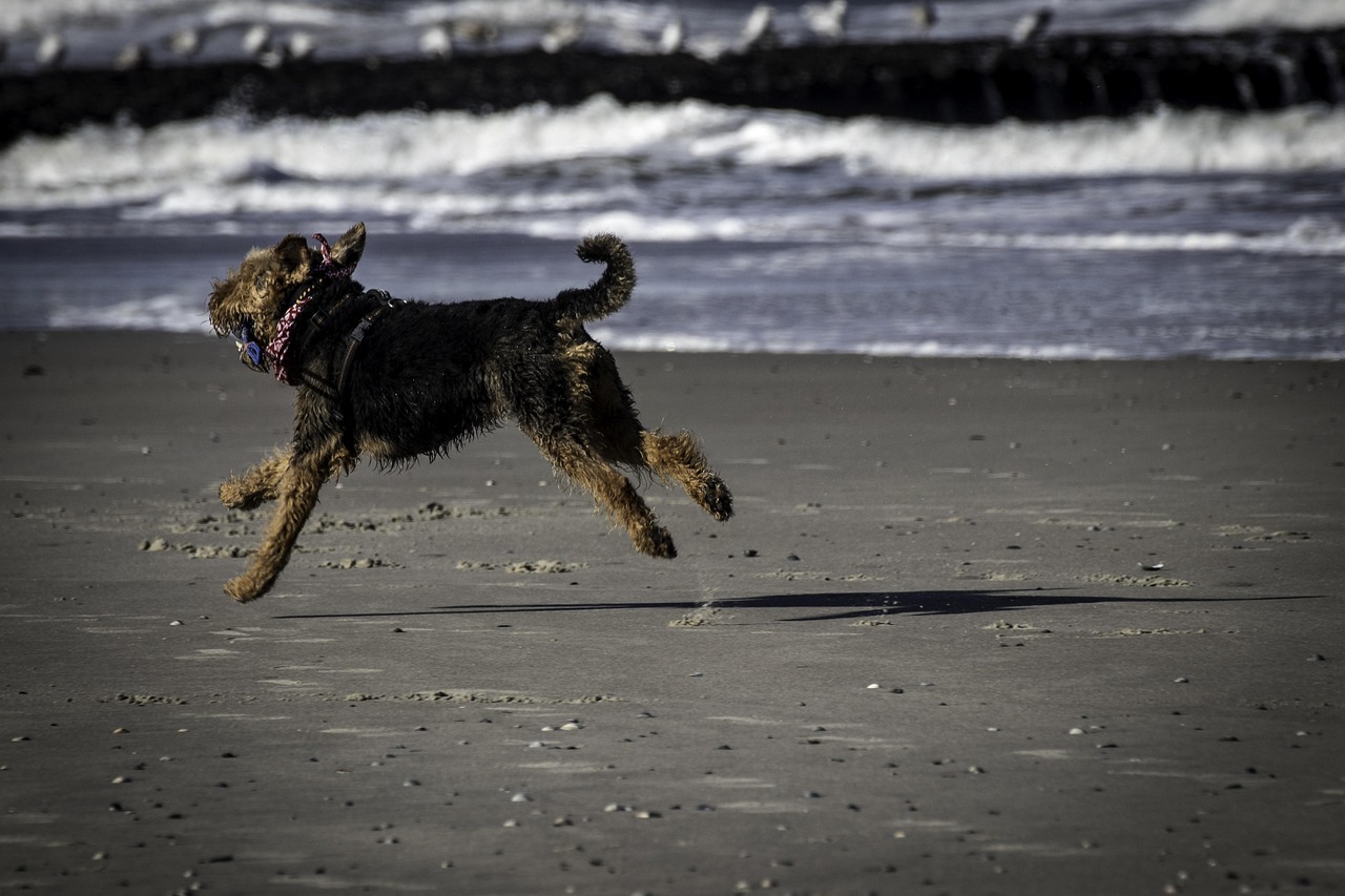 Dog running off-leash by the shoreline