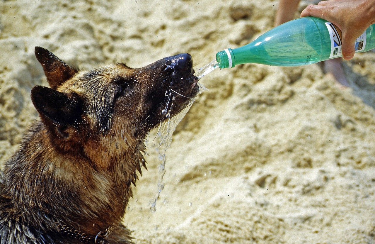 Keeping Sand Out of Your Dog’s Eyes & Ears