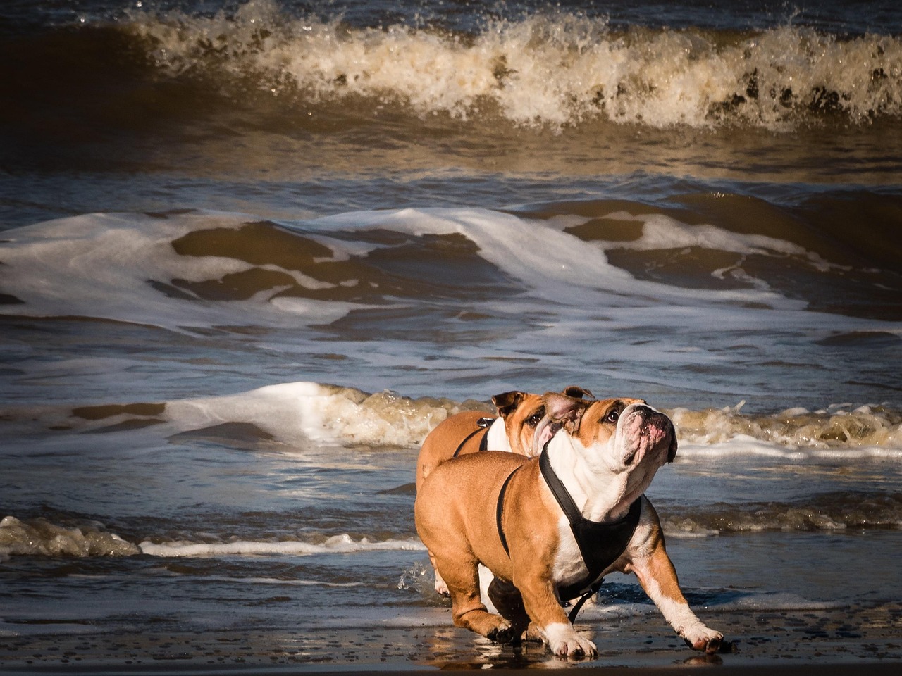 Dog and owner watching the sunset on the beach