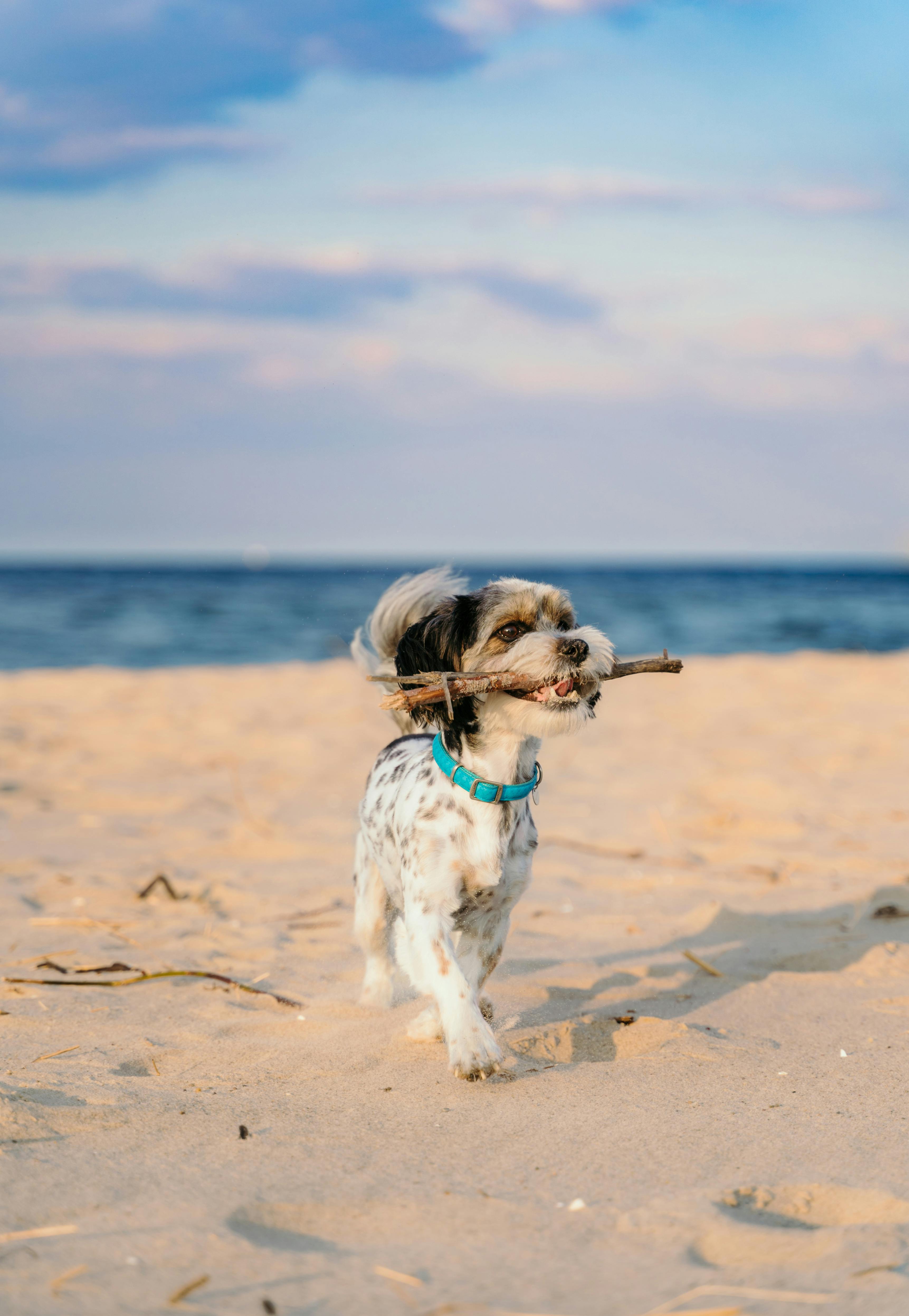 Protecting Wildlife While Visiting Dog Beaches