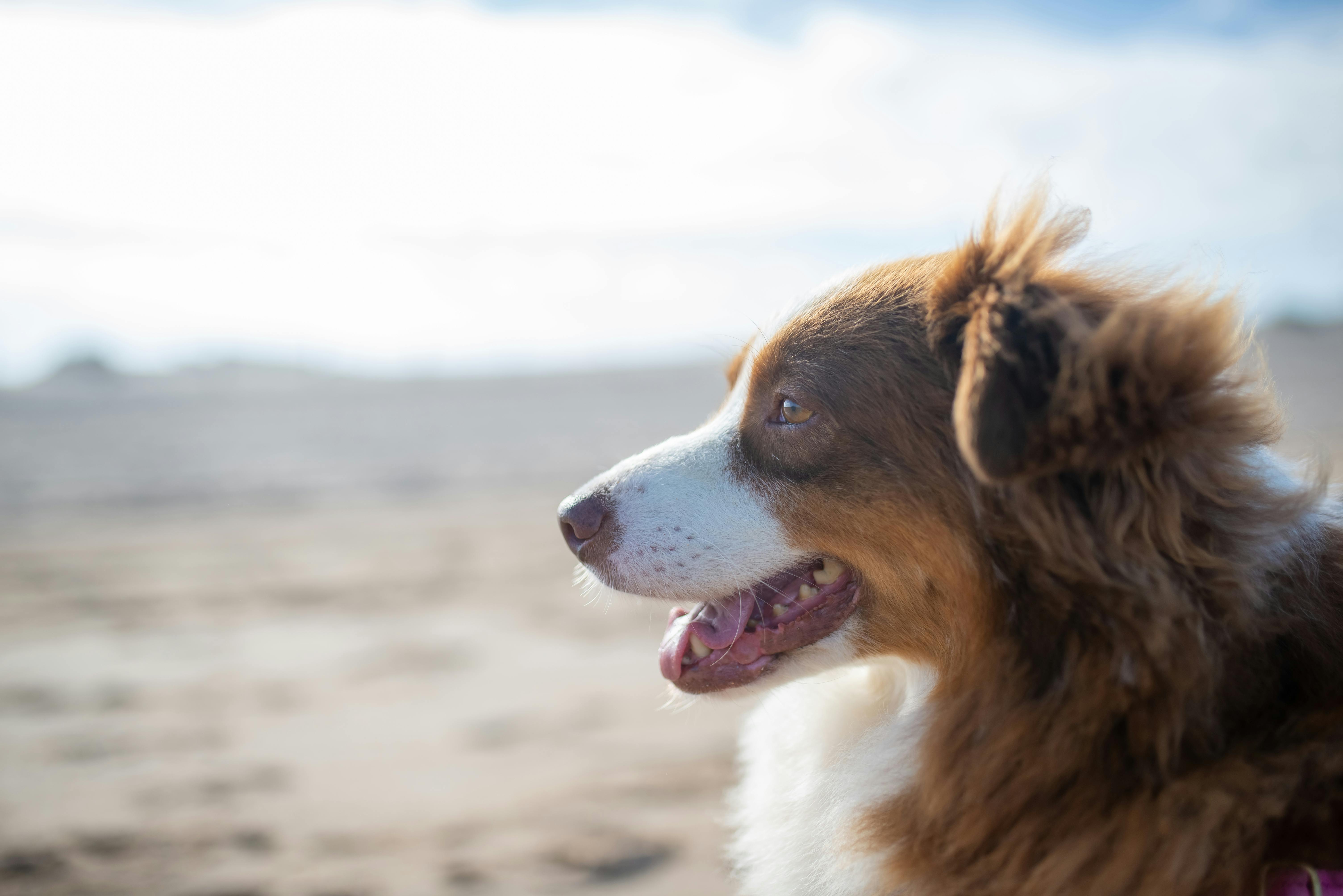 Group of dogs playing off-leash at a dog beach