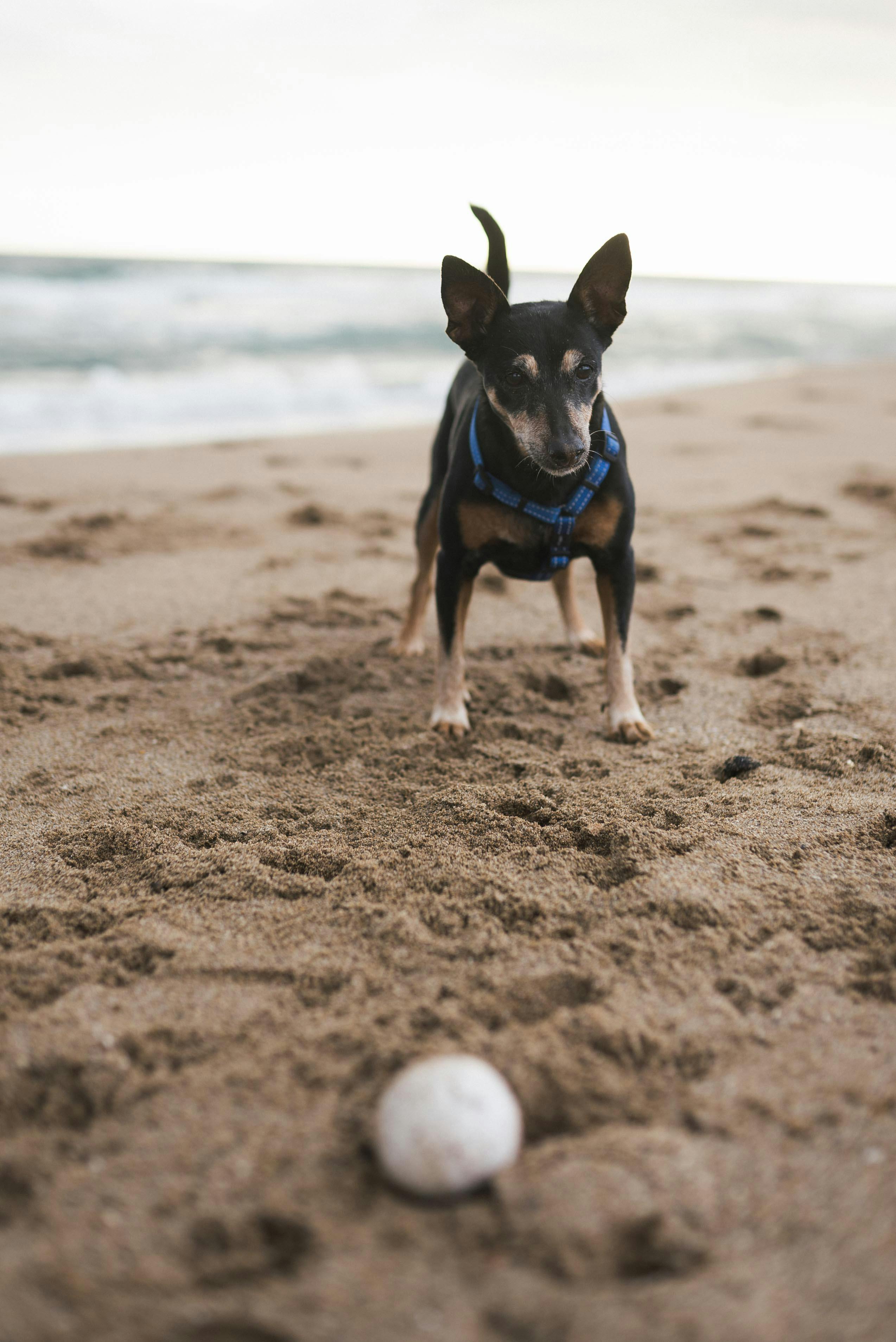 Dog walking on quiet beach