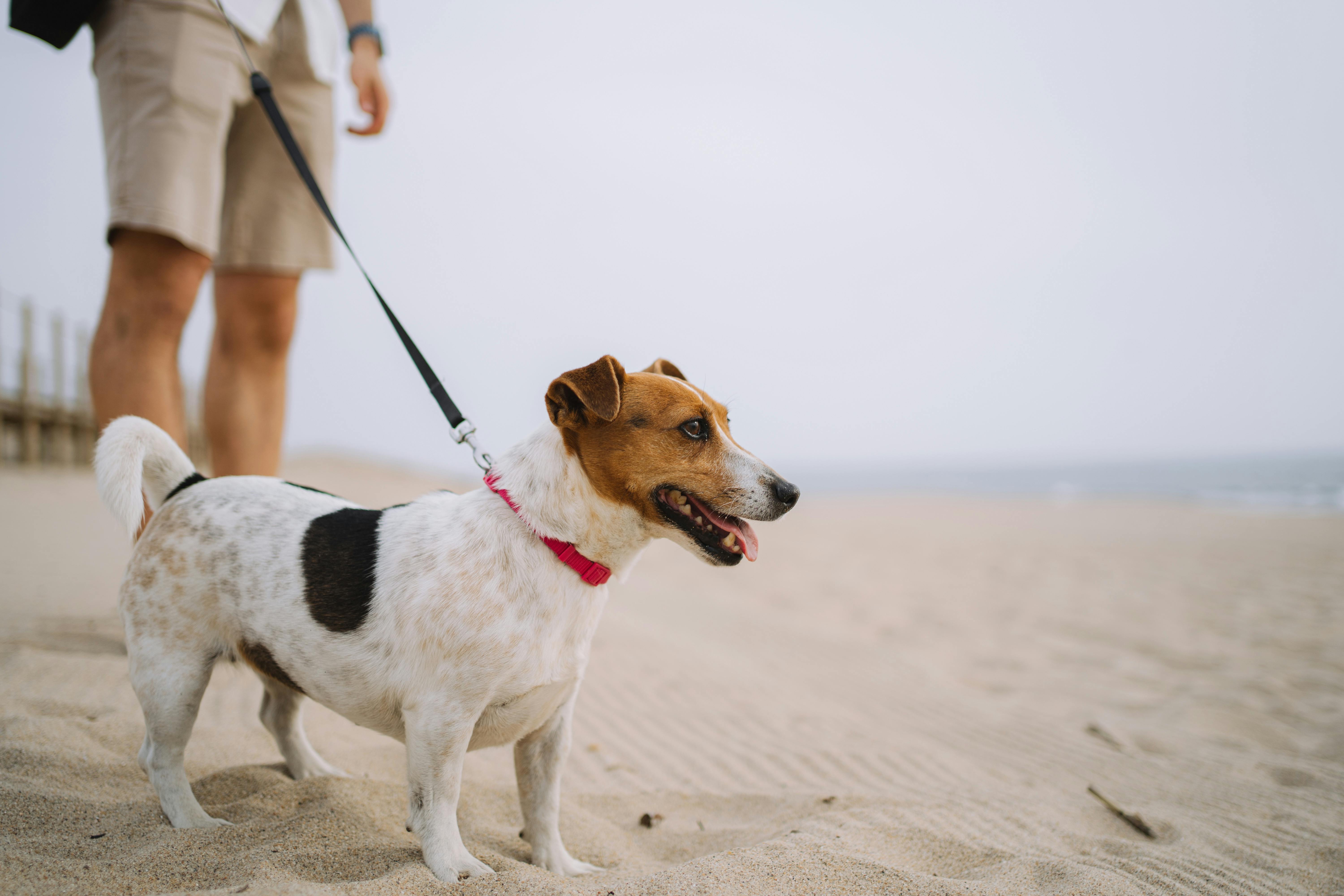 Dog on leash walking near water with owner