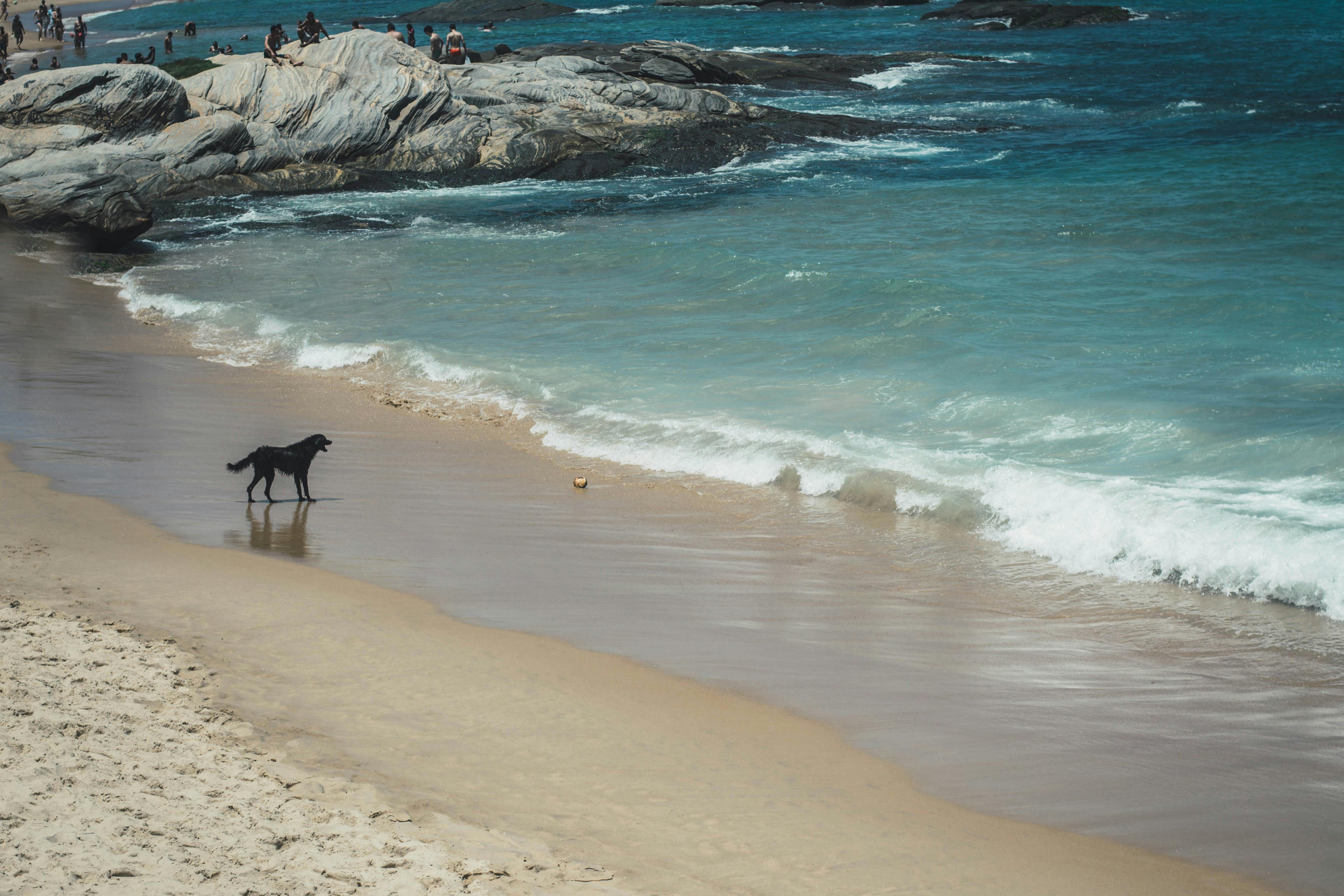 Dog running along the water at Fort De Soto Beach