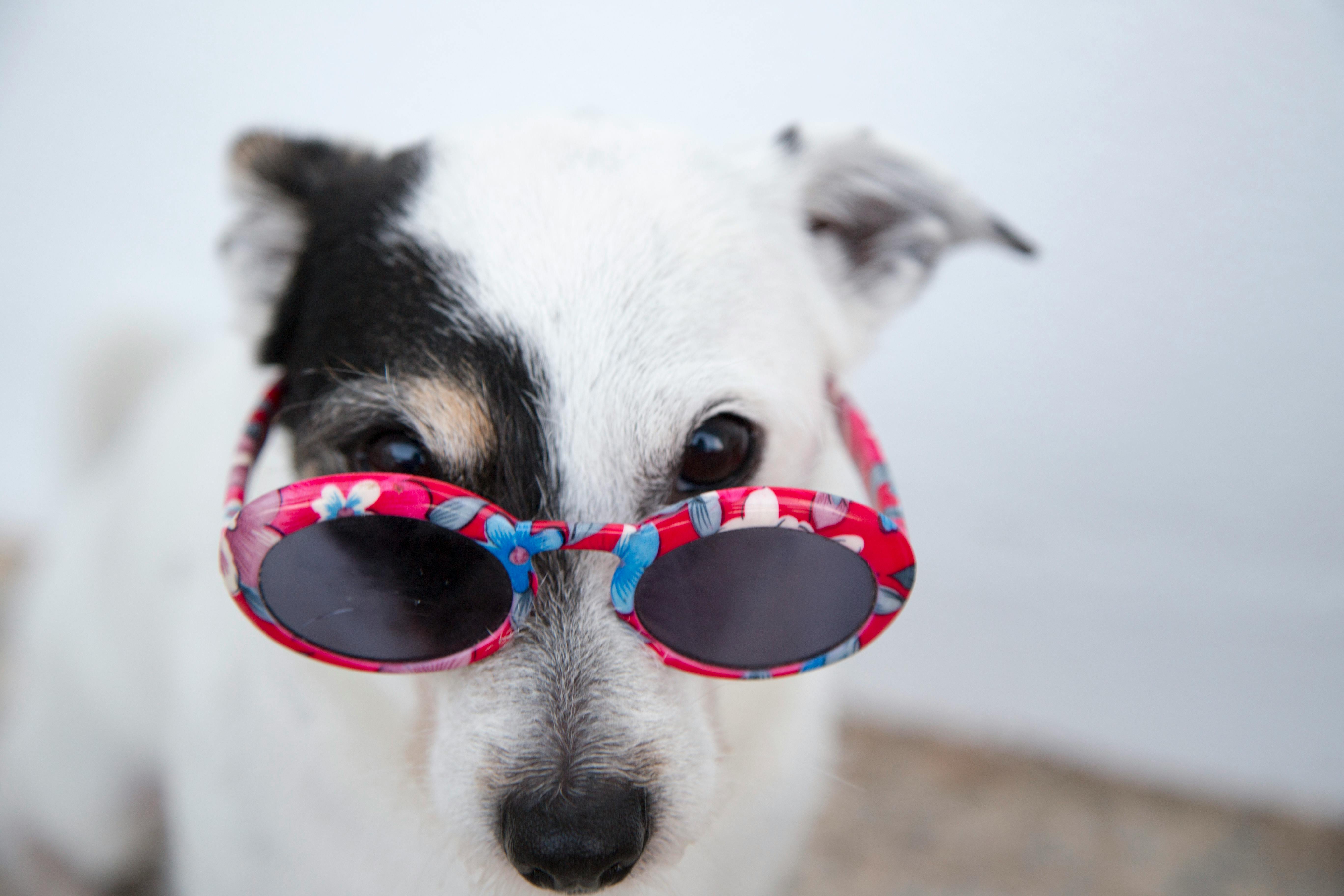 Dog wearing goggles at the beach