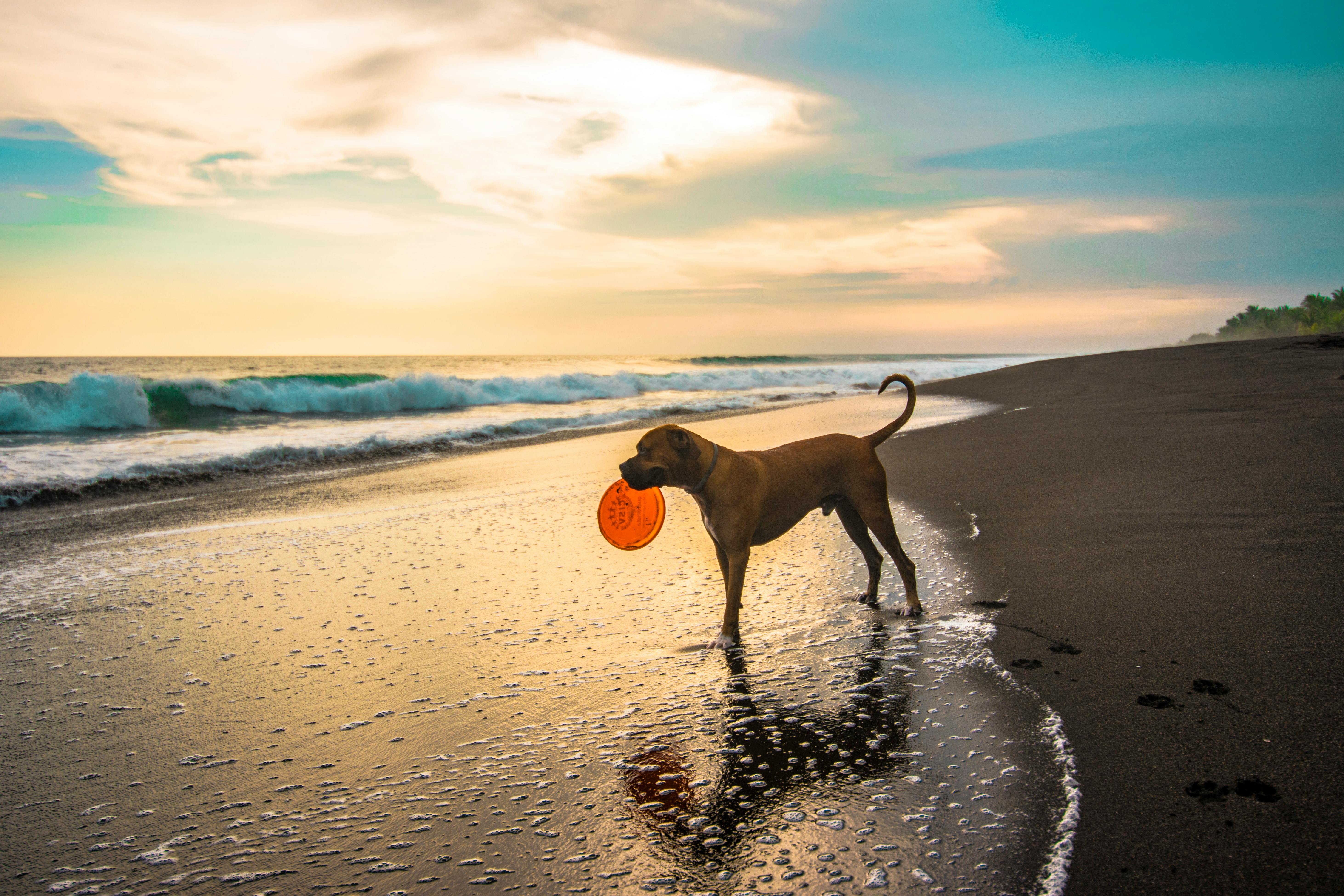 Dog Beach Packing List