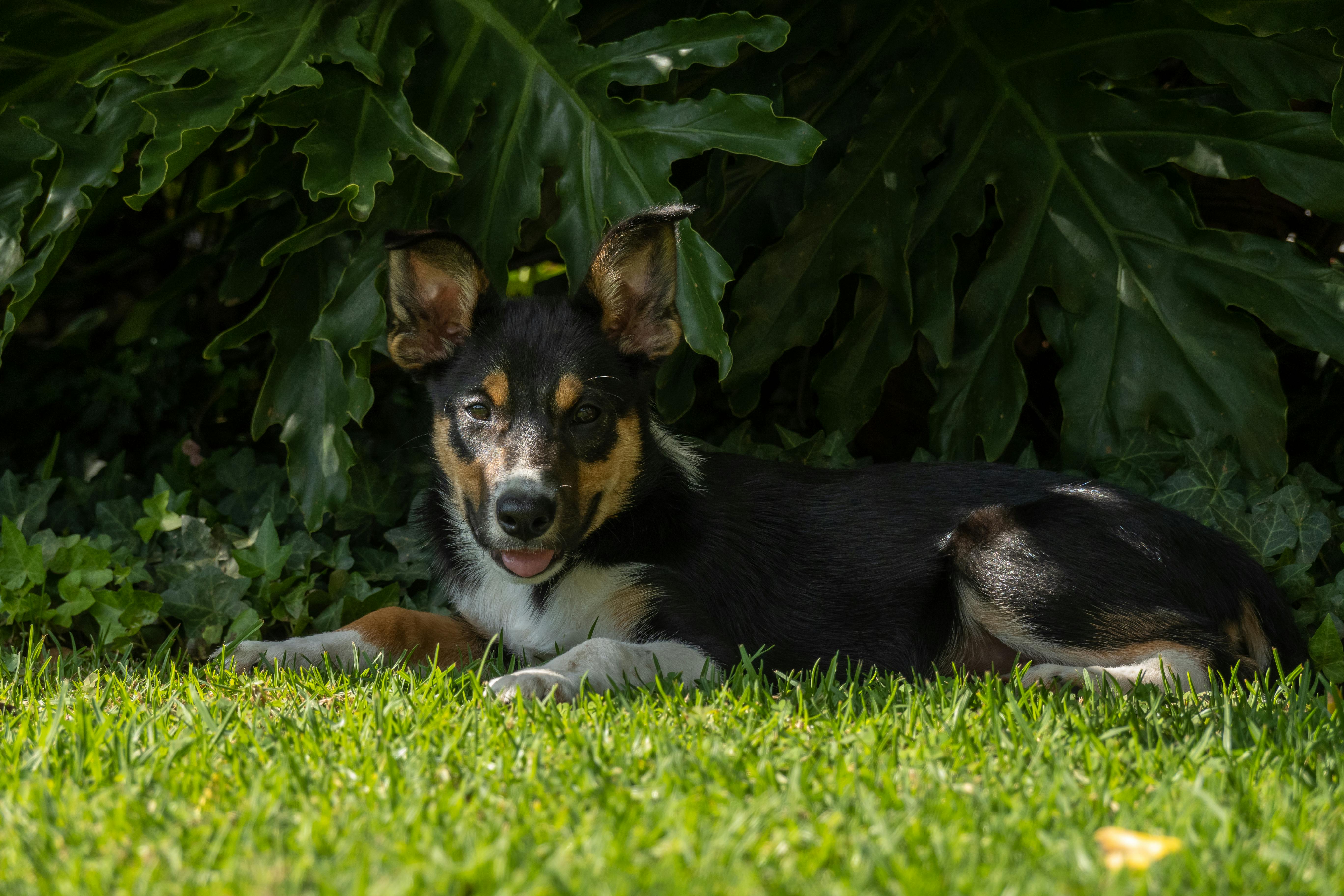 Dog cooling off under shade after swimming