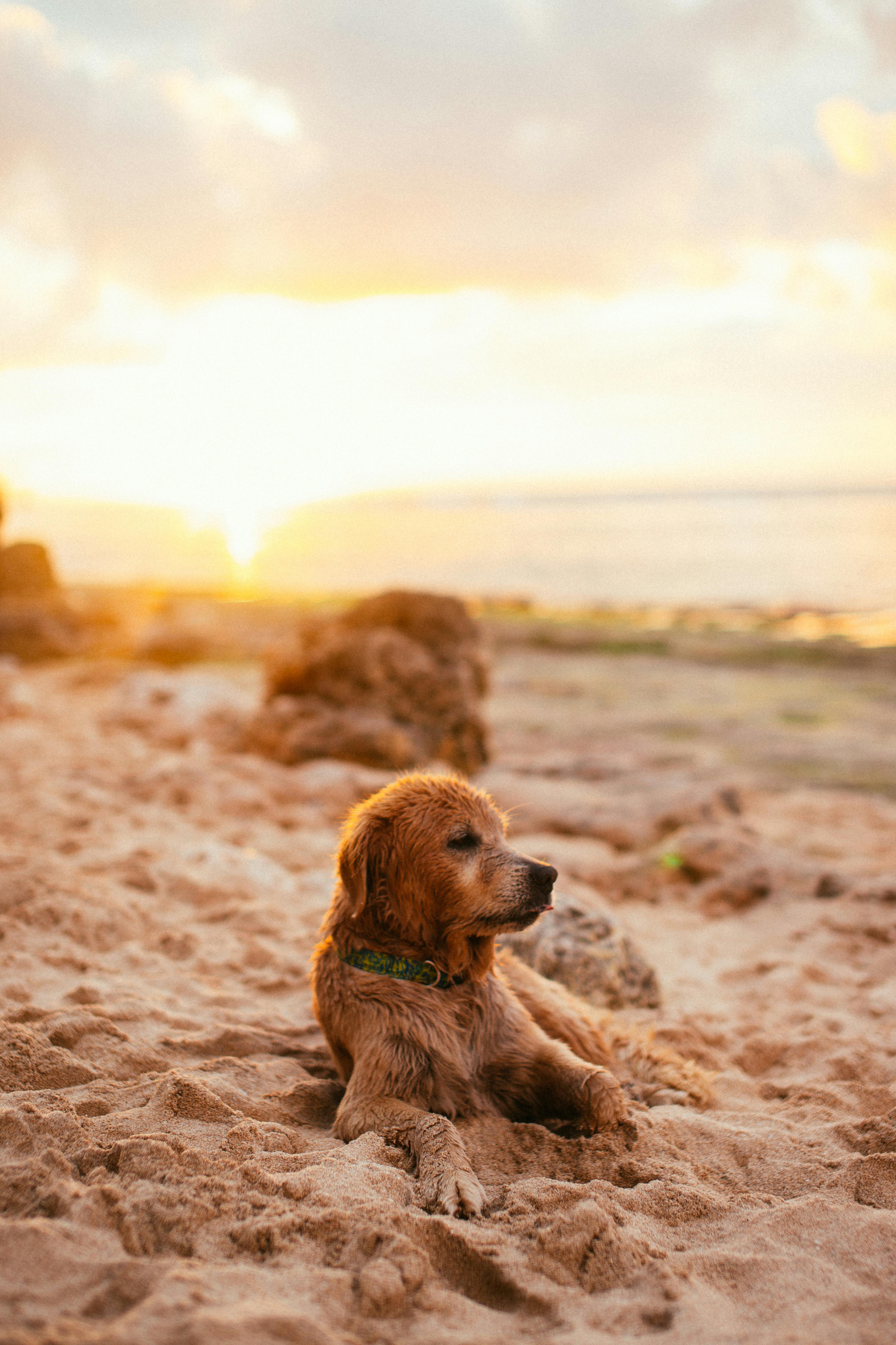 Dog Beach Packing List