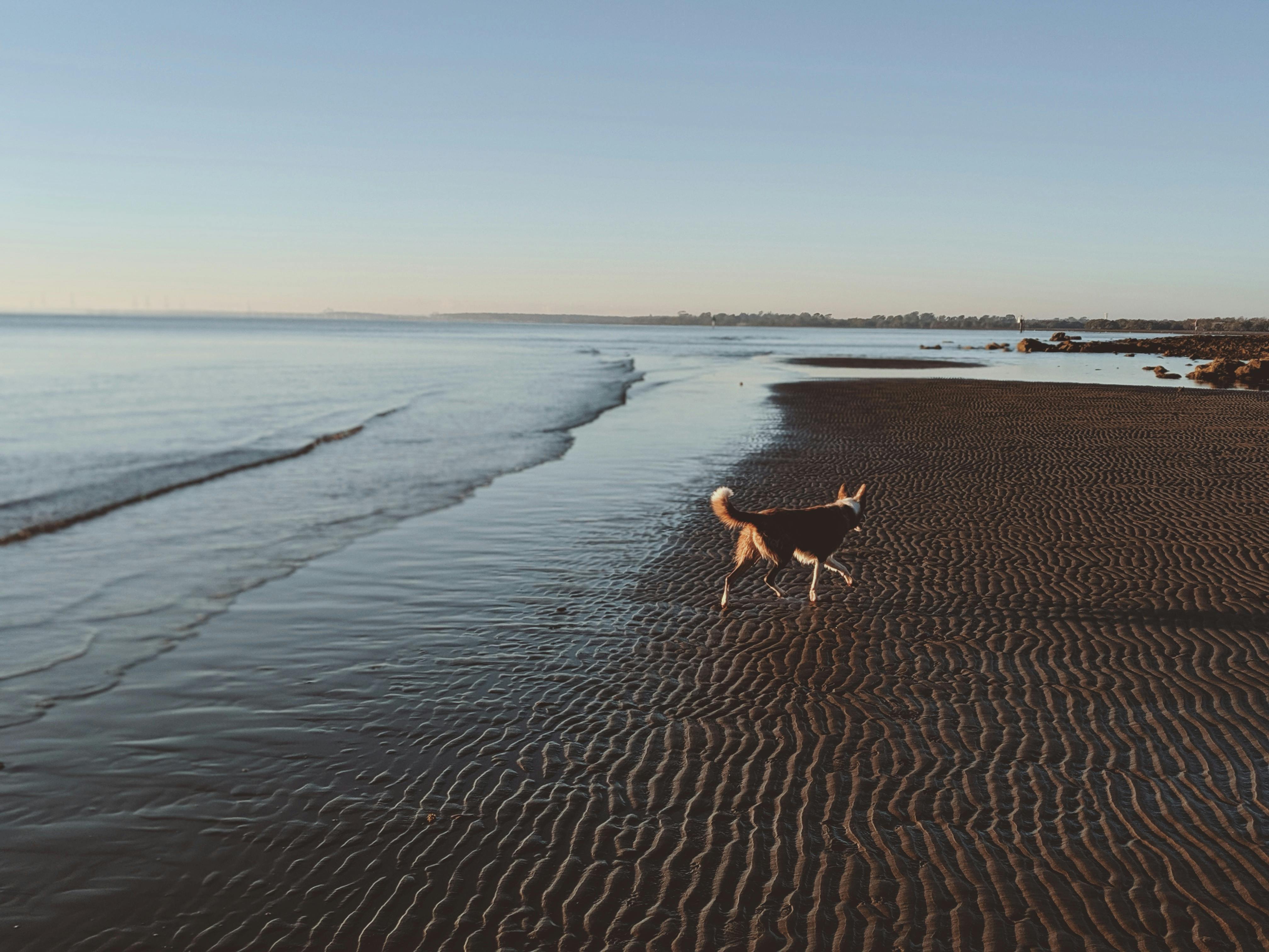How to Handle Unfriendly Dogs or Crowded Beaches
